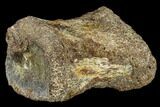 Hadrosaur (Edmontosaurus) Foot Bone - South Dakota #113605-1